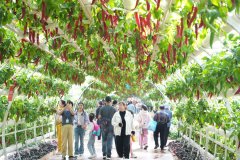 县·察看山东寿光：中国人的“菜篮子”又上新了